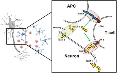 Neuronal ICAM-5 Plays a Neuroprotective Role in Progressive Neurodegeneration